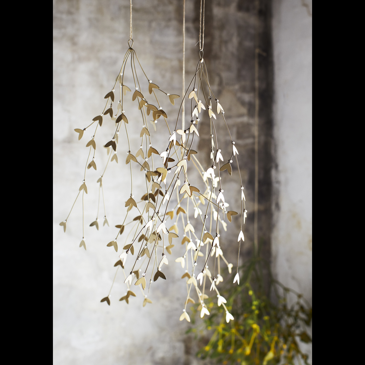 Iron mistletoe
