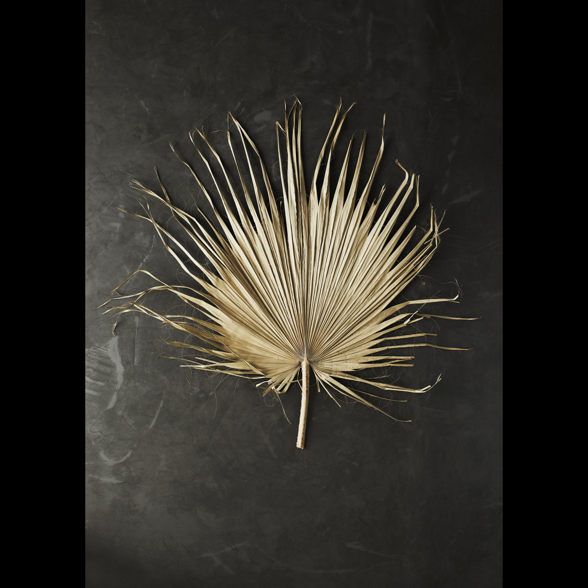Palm leaf