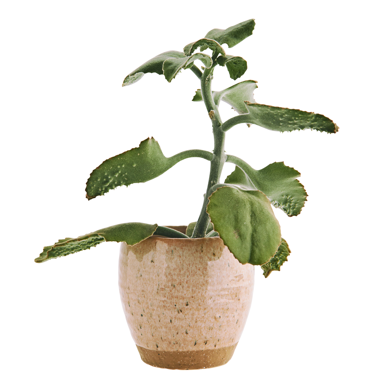 Stoneware flower pot